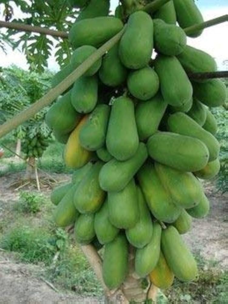 Pawpaw Tree Seeds for Planting Asimina triloba for edible landscapes and native gardens