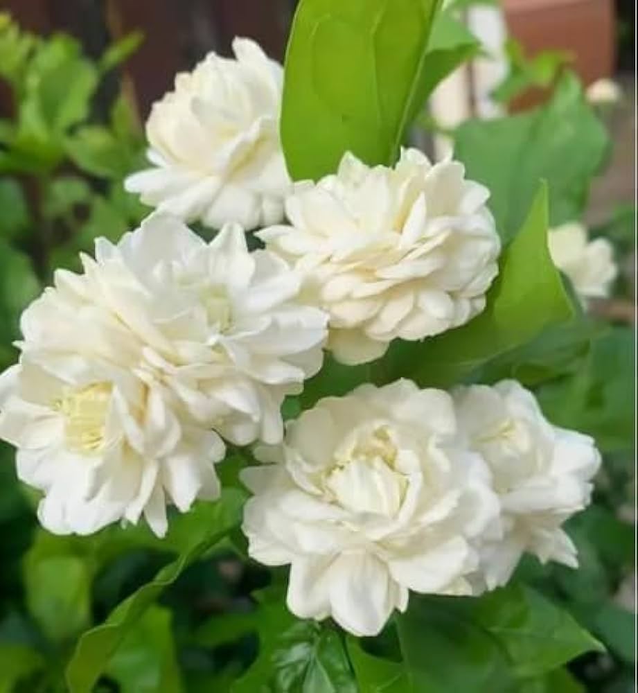Evergrowseeds Arabian Jasmine flower seeds, Jasminum sambac, for planting in gardens, showcasing small seed packets on a white background.