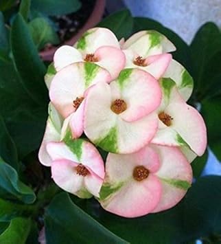 Mixed Crown of Thorns Flower seeds blooming in flower beds, containers, borders, and pollinator-friendly gardens