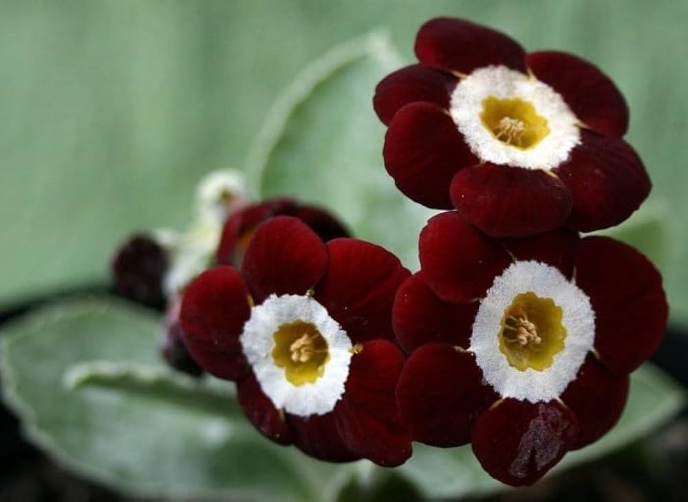 Primula Primula vulgaris Seeds for Planting - Perfect for Flower Bed & Home Garden
