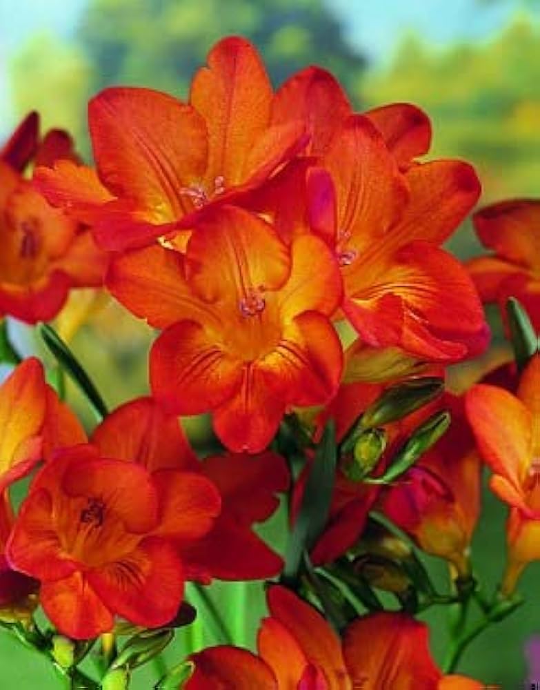 Yellow Orange Freesias Flower Seeds Planting