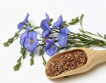 Usitatissimum Flower seeds for Planting - Bright Blooms, Heirloom & GMO Free Seeds for Home Garden
Sale seeds for home garden