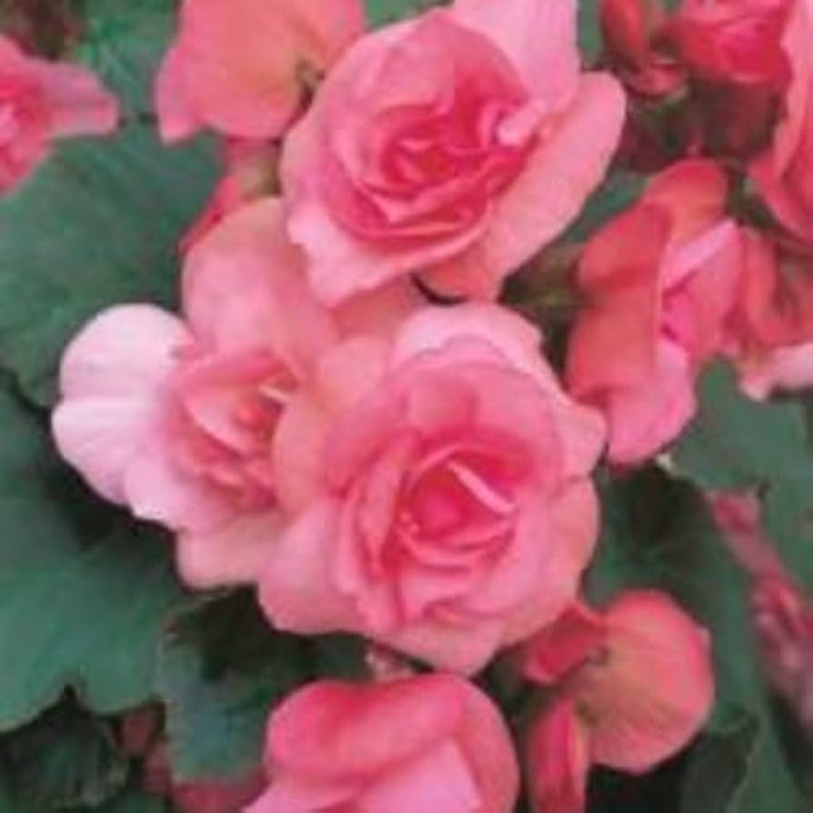 Pelleted Seeds Begonia Pralinen Rosen Garden