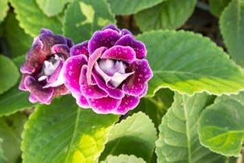 White Rainbow Potted Rose Seeds for Planting Drought Tolerant Heirloom & GMO Free Seeds for Home Garden
Sale for planting in home garden
