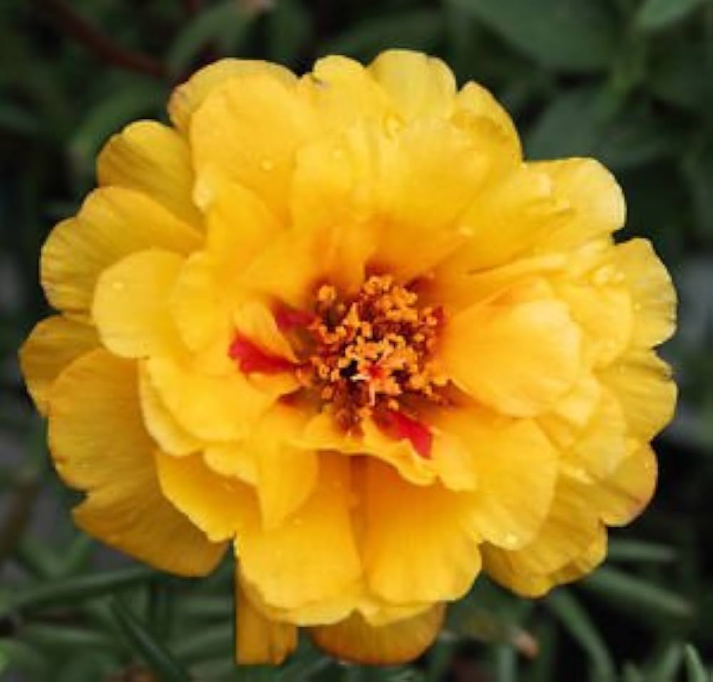Orange Purslane Seeds for Planting Portulaca oleracea for vegetable patches and edible gardens - Evergrowseeds