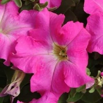 Pink Fuchsia Petunia Flower seeds with colorful trailing blooms for hanging baskets, containers, and garden borders
