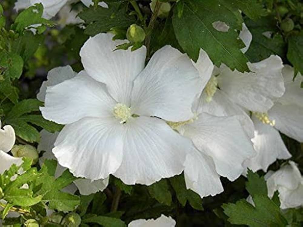 White Sharon Rose Flower seeds for Planting - Colorful Display, Heirloom & GMO Free Seeds for Home Garden