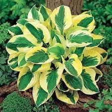 Hosta Plantain Flower seeds with vibrant ornamental foliage for shaded gardens, containers, and landscape borders
