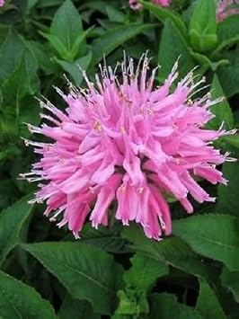 Pink Monarda Flower seeds blooming in flower beds, containers, borders, and pollinator-friendly gardens