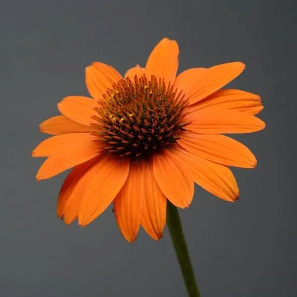 Orange Coneflower Echinacea purpurea Seeds for Planting in Flower Bed & Garden
