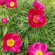 Fern Leaf Peony Flower seeds for Planting - Shade Tolerant, Heirloom & GMO Free Seeds for Home Garden
Sale seeds for home garden