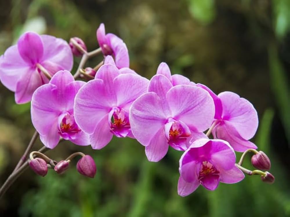 Purple Butterfly Orchid Seeds Flower seeds for Planting - Colorful Display, Heirloom & GMO Free Seeds for Home Garden