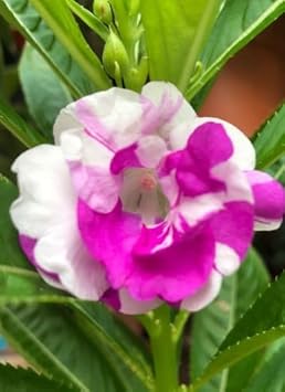 Brown Sweet Pea Flower Seeds – Seasonal Bloomer Heirloom & NonGMO Seeds for Home Garden Planting
Sale for planting in home garden