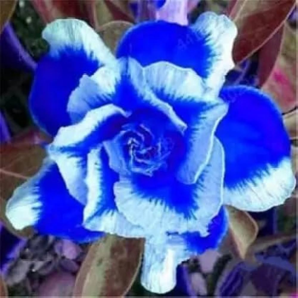 Blue Purple Adenium Flower Seeds for Planting Colorful Display Heirloom & GMO Free Seeds for Home Garden
Sale