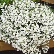 Lobelia Regatta White Long-Lasting Seed for Plantings for Planting for Beautiful White Lobelia Heirloom Non-GMO Seeds