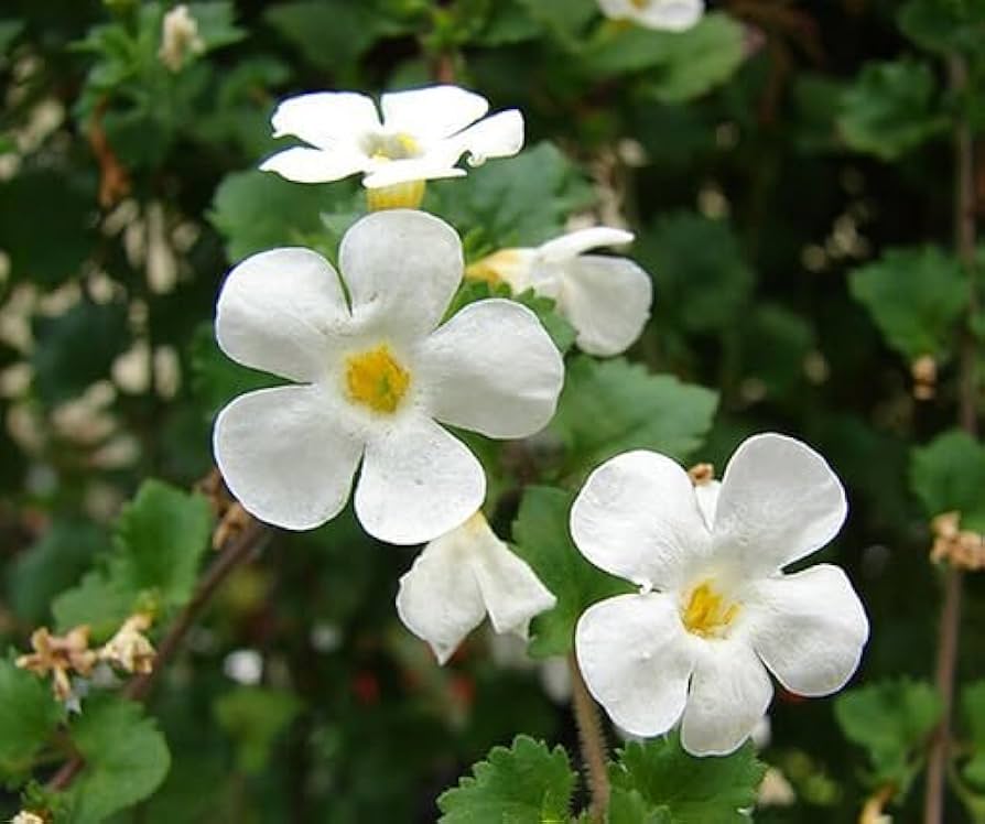 Bacopa Flower seeds for Planting - Sun Loving, Heirloom & GMO Free Seeds for Home Garden
Sale for planting in home garden.
