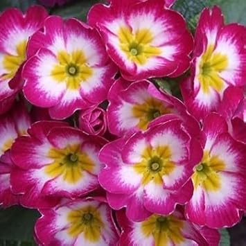Purple Yellow Primula Malacoides Seeds Flower seeds for Planting Bright Blossoms Heirloom & GMO Free Seeds For Home Garden
Sale for planting in home garden