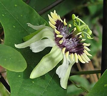 Colinvauxii Passion Flower seeds for Planting - Colorful Display, Heirloom & GMO Free Seeds for Home Garden
Sale for planting in home garden.