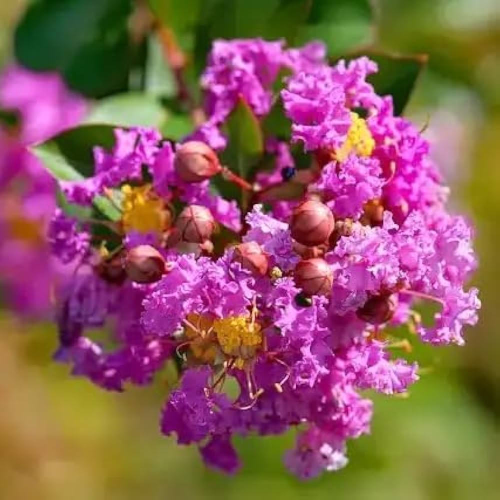 Mixed Crepe Myrtle Flower seeds for Planting - Bright Blooms, Heirloom & GMO Free Seeds for Home Garden