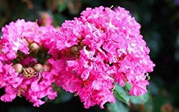 Pink Crepe Myrtle Flower seeds for Planting - Easy to Grow, Heirloom & GMO Free Seeds for Home Garden
Sale seeds for home garden