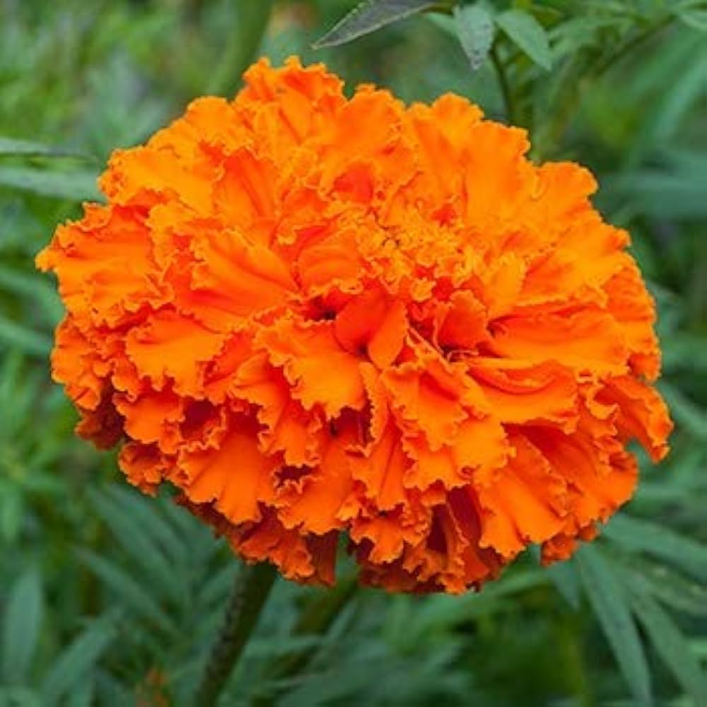 Pack of 20 Marigold Orange Tagetes erecta flower seeds for planting in flower beds, by Evergrowseeds.