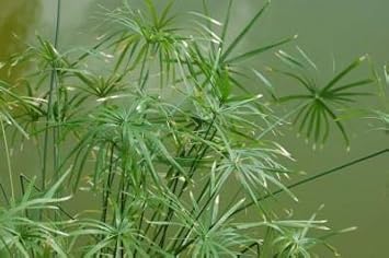 Egyptian Papyrus Flower seeds for Planting - Seasonal Bloomer, Heirloom & GMO Free Seeds for Home Garden
Sale seeds for home garden