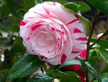 White Light Red Camellia Flower seeds for Planting - Seasonal Bloomer, Heirloom & GMO Free Seeds for Home Garden
Sale seeds for planting in home garden