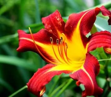 Yellow Red Hemerocallis Flower seeds for Planting - Sun Loving, Heirloom & GMO Free Seeds for Home Garden
Sale seeds for home garden