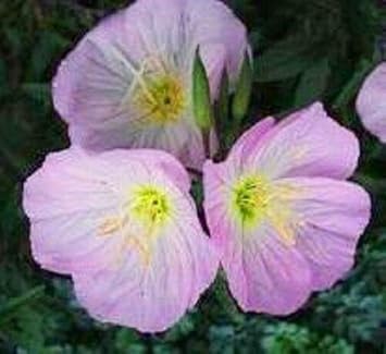 Purple Primrose Flower seeds blooming in flower beds, containers, borders, and pollinator-friendly gardens
