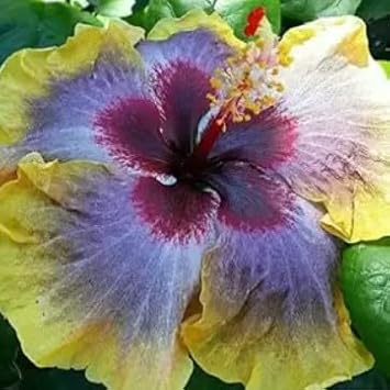 Purple Hibiscus Flower Seeds for Planting Sun Loving Heirloom & GMO Free Seeds for Home Garden
Sale for planting in home garden
