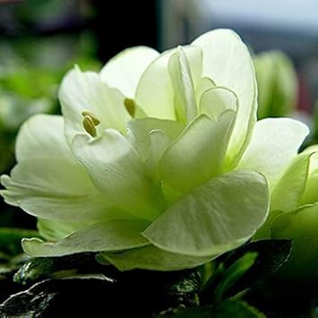 Violet Away Rose Flower Seeds for Planting Drought Tolerant Heirloom & GMO Free Seeds for Home Garden
Sale for planting in home garden