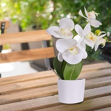 Cream Narcissus Flower Seeds for Planting Pollinator Friendly Heirloom & GMO Free Seeds for Home Garden
Sale for planting in home garden