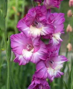 White Purple Gladiolus Flower seeds for Planting - Perfect for Borders, Heirloom & GMO Free Seeds for Home Garden
Sale seeds for planting in home garden