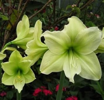 Green Hippeastrum Rutilum Flower seeds blooming in flower beds, containers, borders, and pollinator-friendly gardens