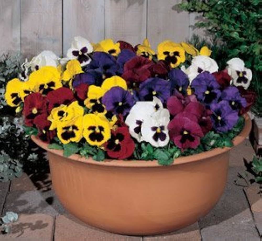 Perennial Pansy Viola tricolor Seeds for Planting - Ideal for Flower Bed & Urban Garden