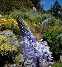 Merwilla Flower seeds for Planting - Seasonal Bloomer, Heirloom & GMO Free Seeds for Home Garden
Sale seeds for home garden