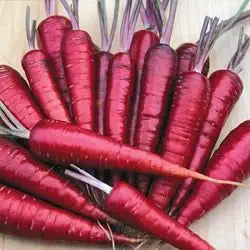 Purple Dragon Carrot Seeds for Unique, Colorful Carrots