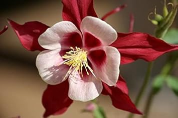 Peach Tulip Flower Seeds Compact Growth Heirloom & GMO Free Seeds for Home Garden
Sale for planting in home garden