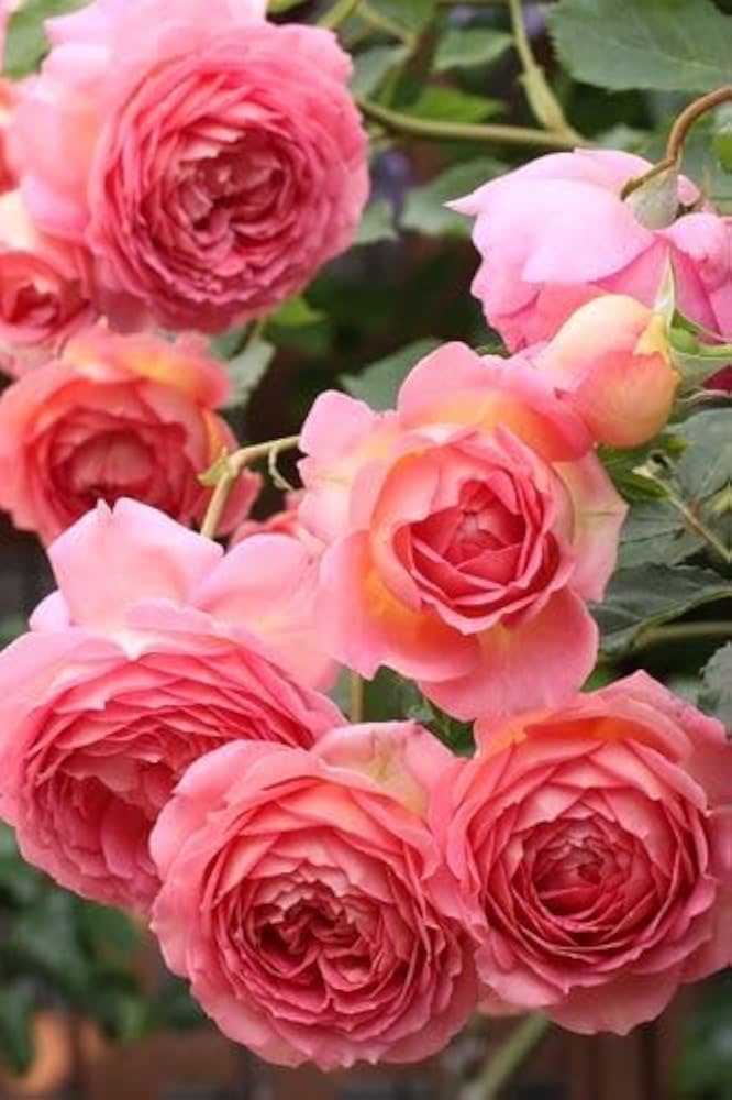 English Groundcover Rose Rosa hybrida Seeds for Planting cottage garden floral bed