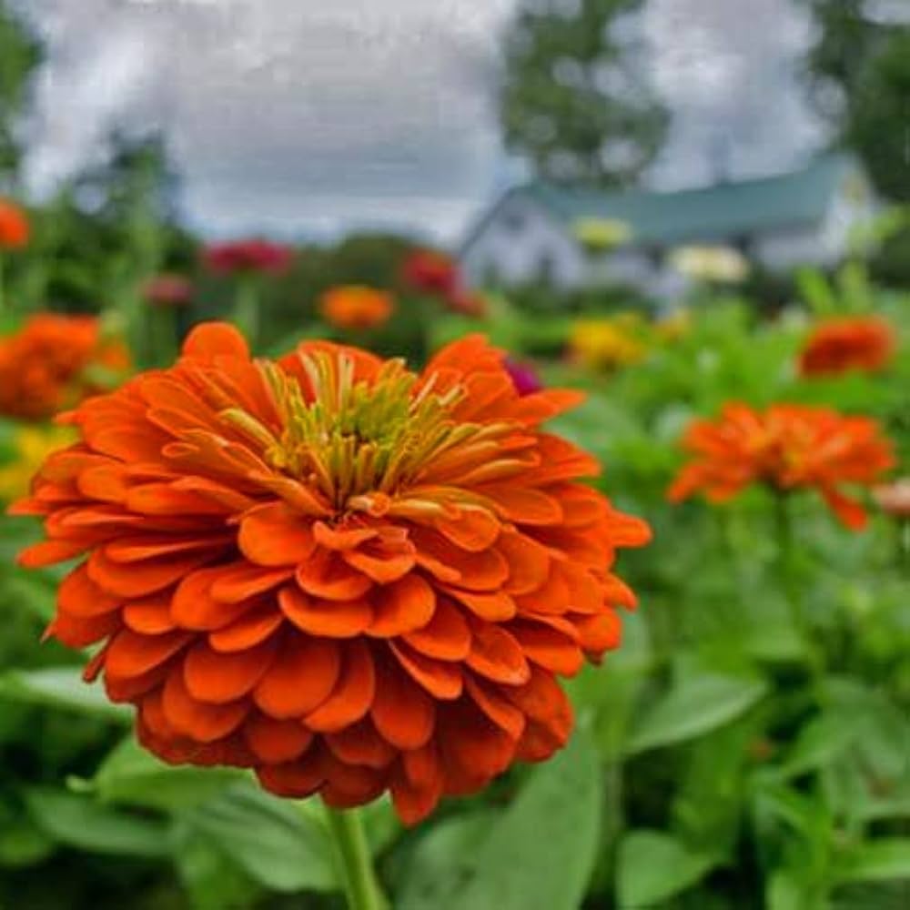 Orange Red Zinnia Flower seeds for Planting Cut Flower Favorite Heirloom & GMO Free Seeds for Home Garden