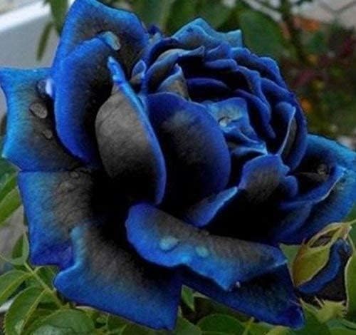 Purple Black Supreme Rose Flower seeds blooming in flower beds, containers, borders, and pollinator-friendly gardens