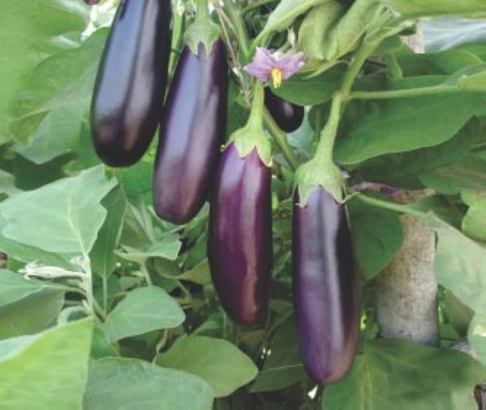 Purple Spice Herbs Vegetables Seeds