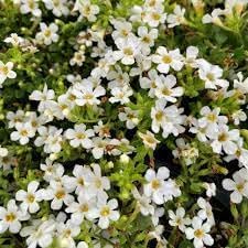 Bacopa Flower seeds for Planting - Fragrant Blossoms, Heirloom & GMO Free Seeds for Home Garden
Sale for planting in home garden.