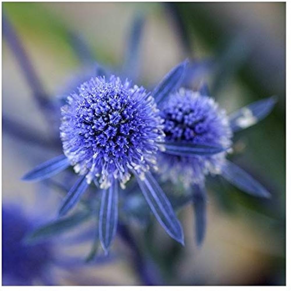 Eryngium Seeds for Planting Eryngium planum for flower beds and coastal gardens