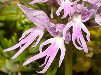 Orchis Italica Flower seeds for Planting - Compact Growth, Heirloom & GMO Free Seeds for Home Garden
Sale seeds for home garden