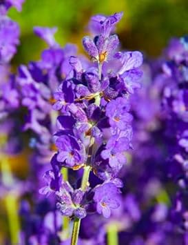 Violet Lavender Flower seeds for Planting - Bright Blooms, Heirloom & GMO Free Seeds for Home Garden
Sale for planting in home garden.