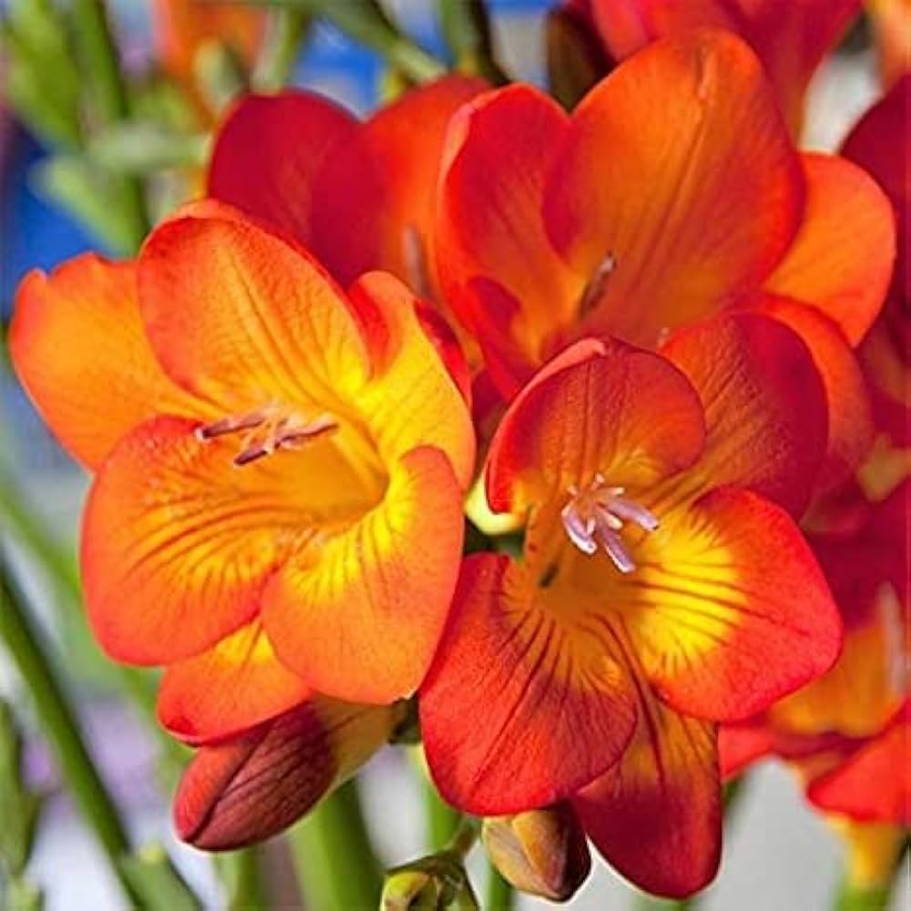 Yellow Orange Freesias Flower seeds for Planting - Fragrant Blossoms, Heirloom & GMO Free Seeds for Home Garden