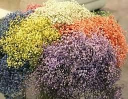 Purple Yellow Fuchsia Flower Seeds for Planting Easy to Grow Heirloom & GMO Free Seeds for Home Garden
Sale for planting in home garden