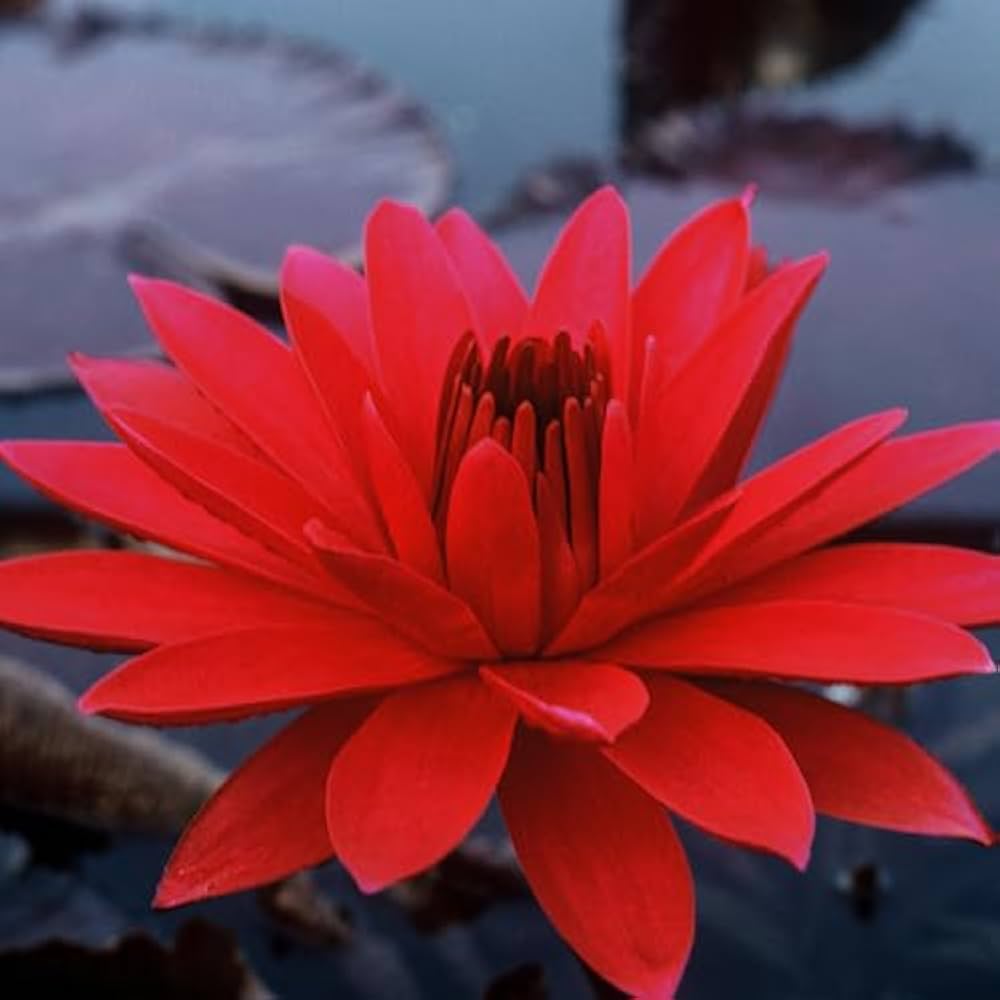 Red Longevity Flower Longevity spp. Seeds for Planting - Perfect for Home Garden & Flower Bed