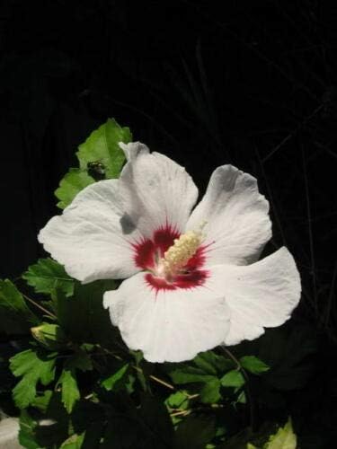 White & Hot Pink Rose Of Sharon Hibiscus Syriacus Flower Tree Bush Jocad Best Selling